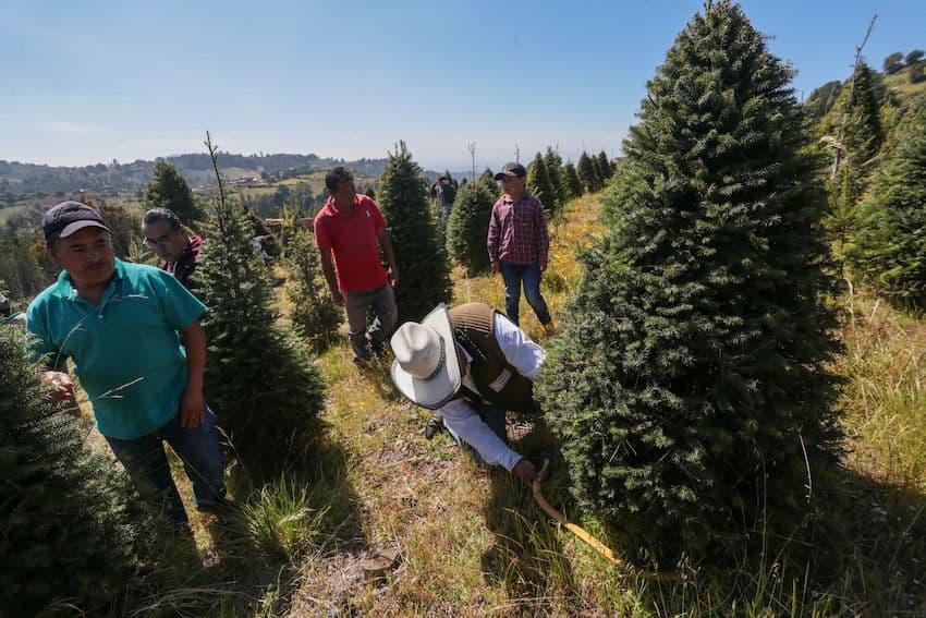 Cutting down a Christmas tree in México state ahead of the holidays.