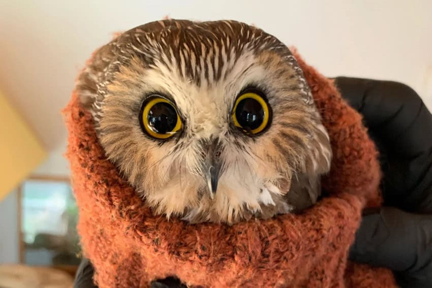 A saw whet owl looking into the camera. Most of its body, with beige and brown and white feathers, is swaddled in an orange knit fabric.