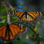 Monarchs in Ocampo, Michoacán