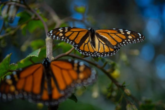 Monarchs in Ocampo, Michoacán