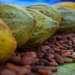 a pile of raw cacao beans on display