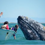 A friendly gray whale off the Pacific Coast of Baja California Sur