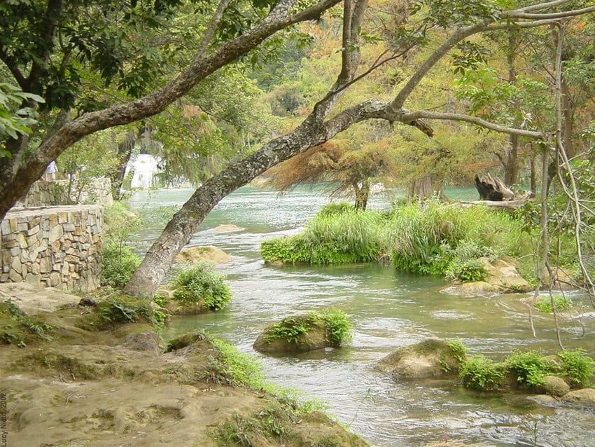 A view of a lush river in San Luis Potosí