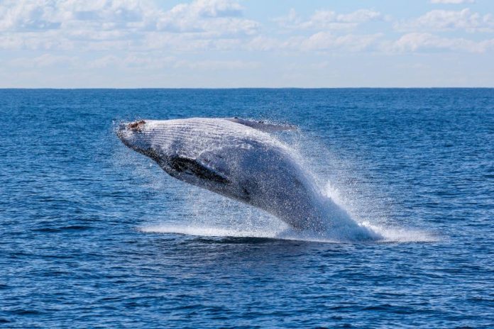 A leaping gray whale in Baja California