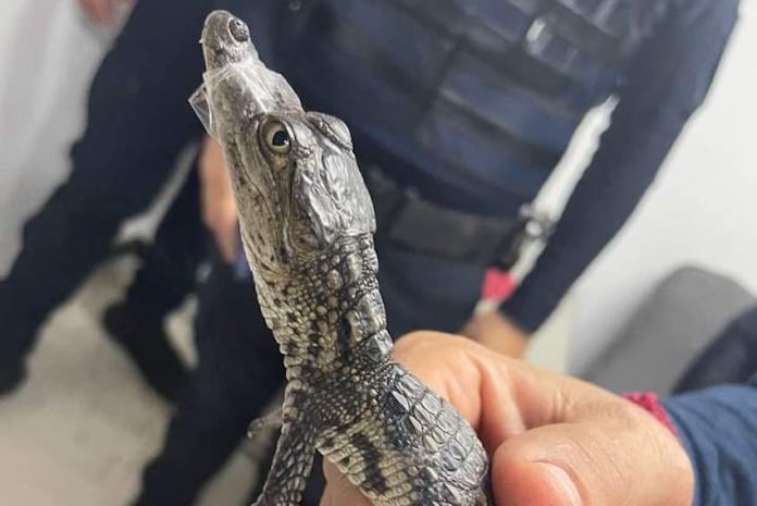 A Morelet's crocodile found on the Mexico City Metro