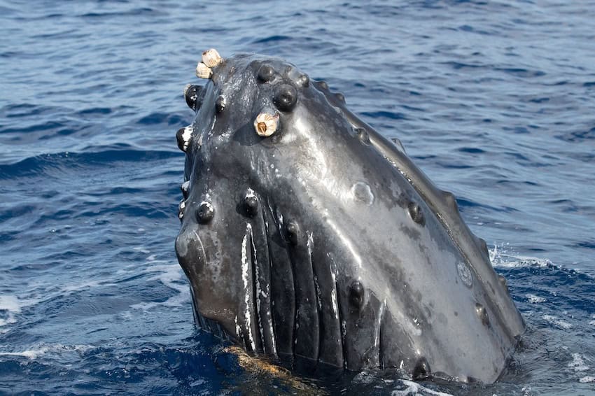 A humpback whale's snout. 