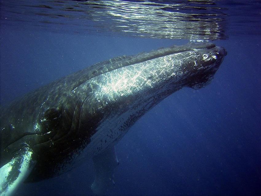 Portrait of a majestic gray whale