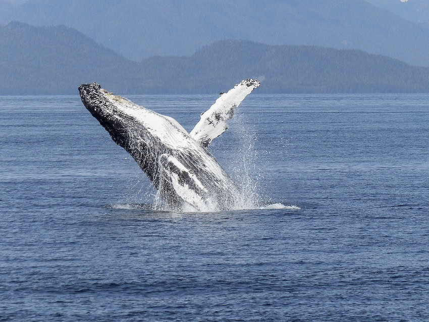 A humpback whale jumping in Baja California Sur