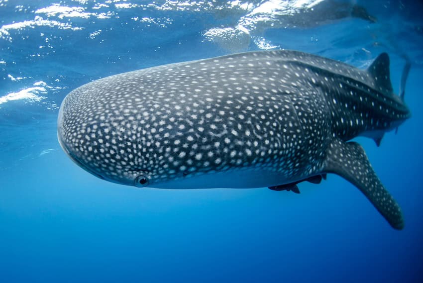 A portrait of a magnificent whale shark