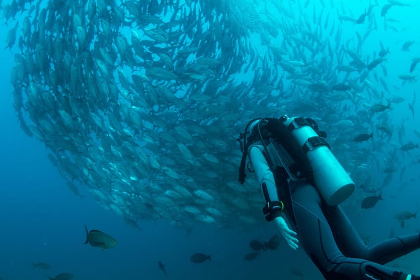 A school of fish in the sea of Cabo Pulmo, Baja California Sur.