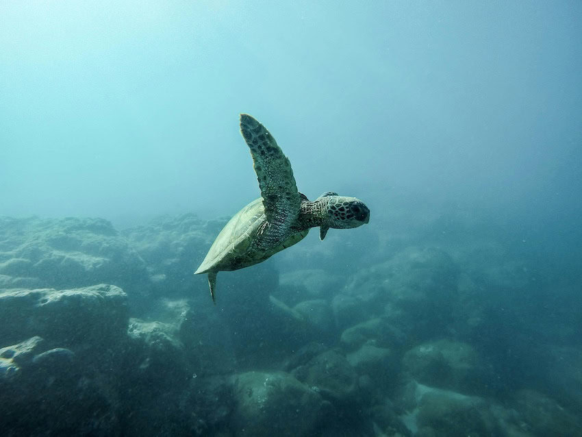 A baby turtle swimming in the sea