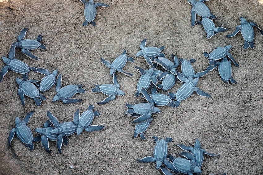 Sea turtle hatchlings on a beach