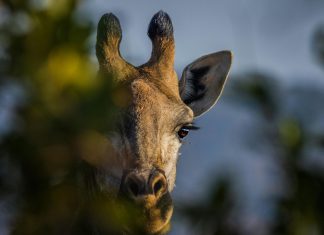 A giraffe hidden behind lush trees