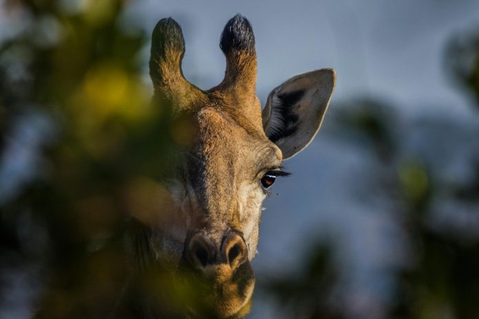 A giraffe hidden behind lush trees