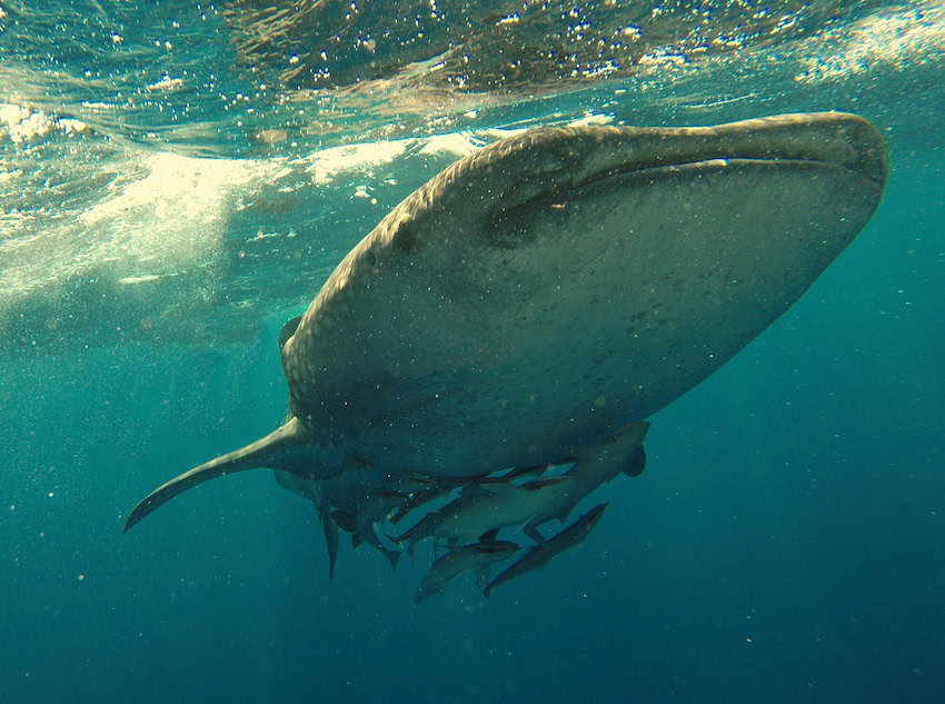 Portrait of a magnificent whale shark. 