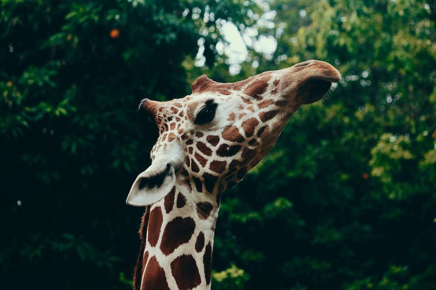 Portrait of a mature giraffe