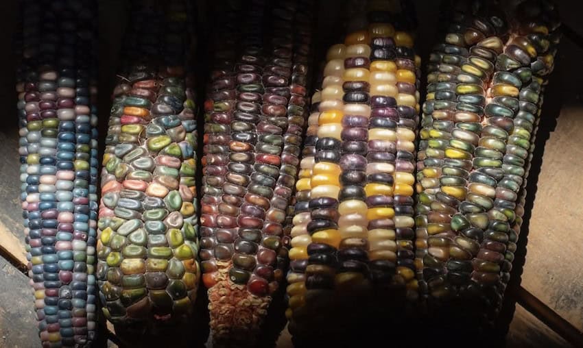 multi-colored corn cobs ready to be distilled into whisky