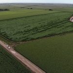 A field of Bayer short corn