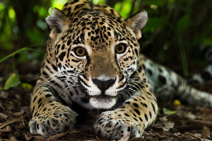 Portrait of a Mexican jaguar.