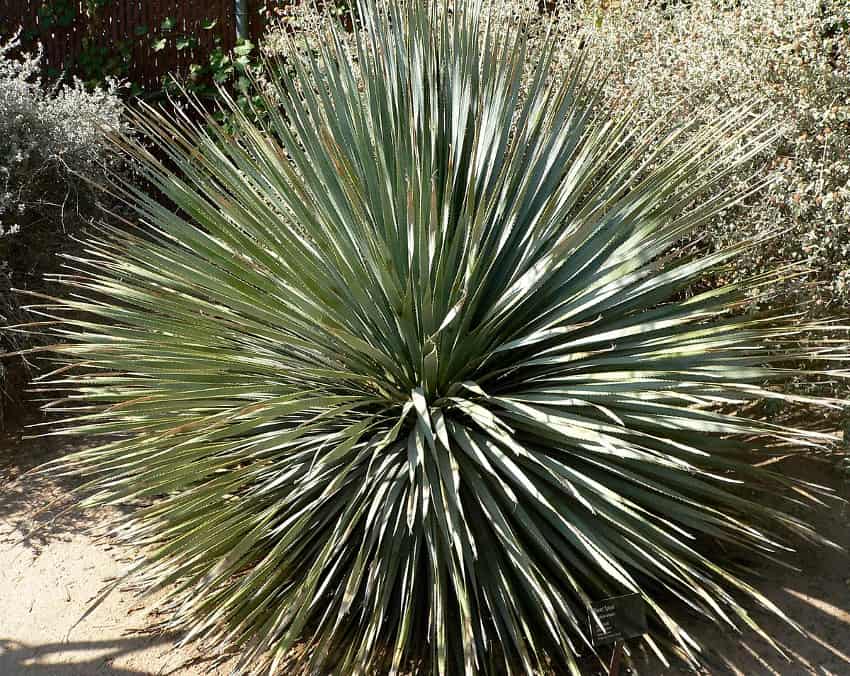 Desert spoon plant