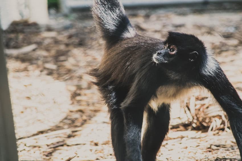 Mexican spider monkey